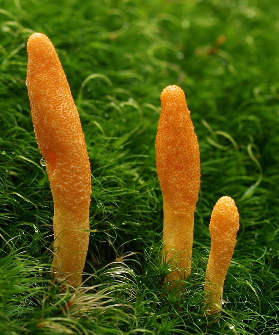 mushrooms, cordyceps