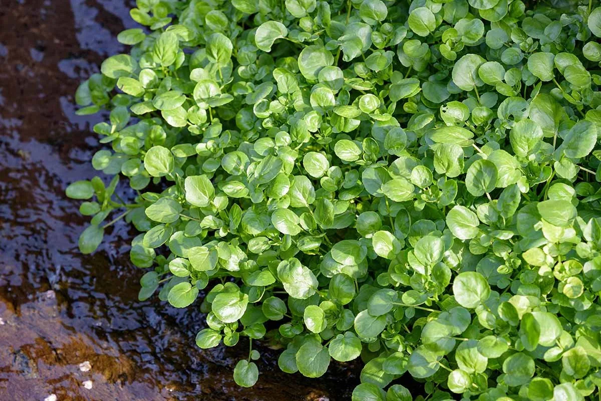 watercress.jpg