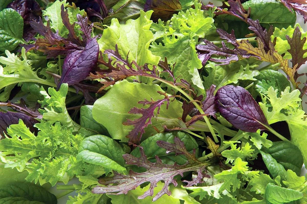 lettuce, mesclun mix