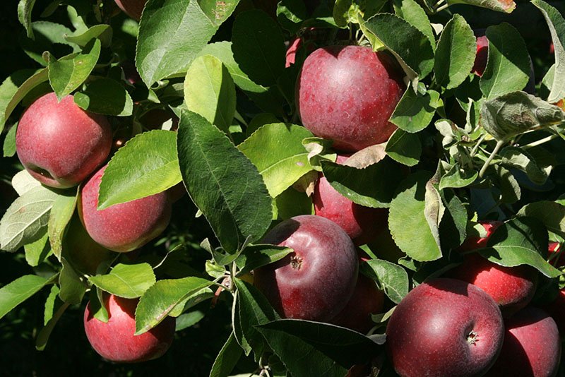 apples, empire