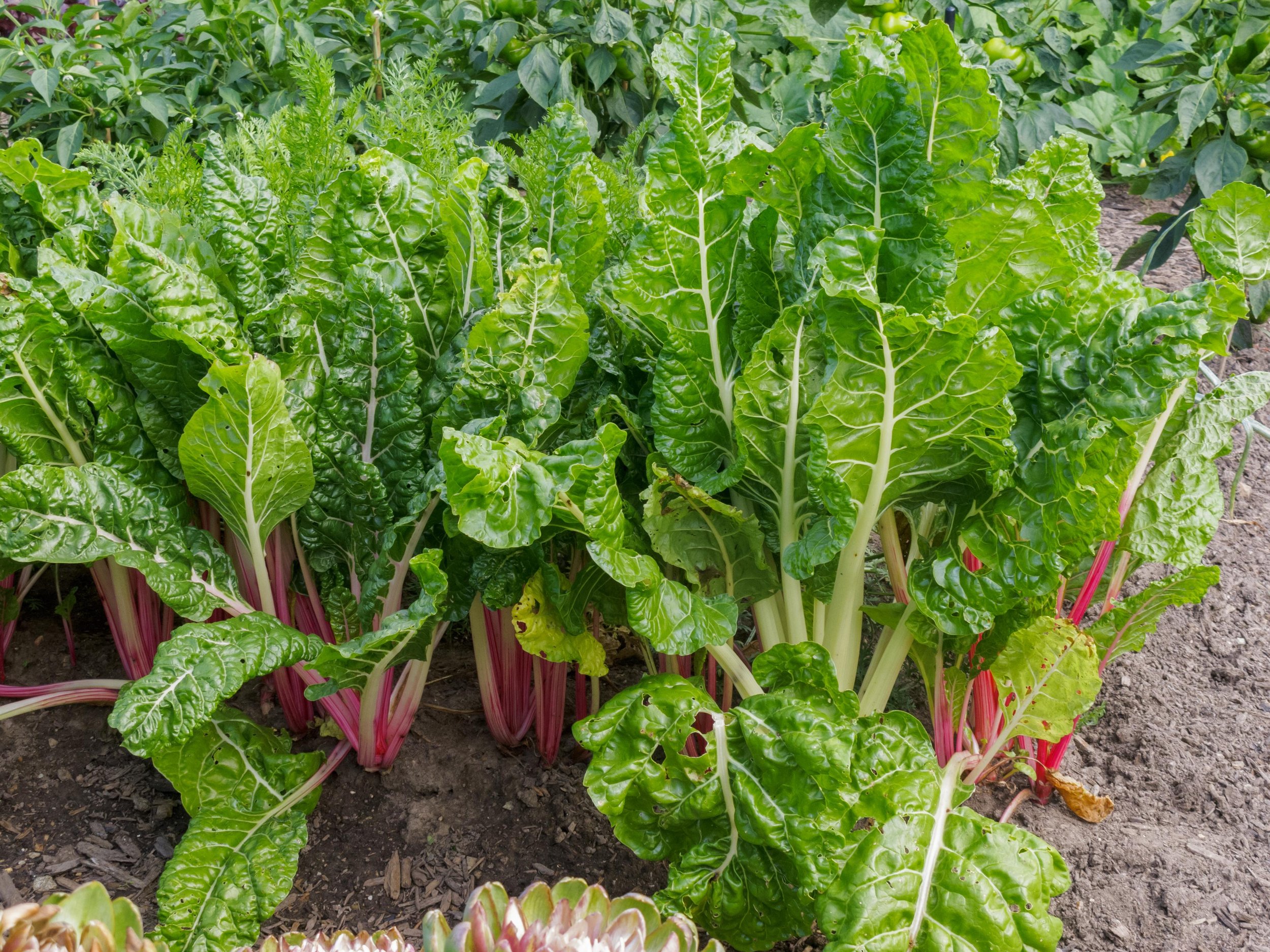 swiss chard, rainbow (loose)