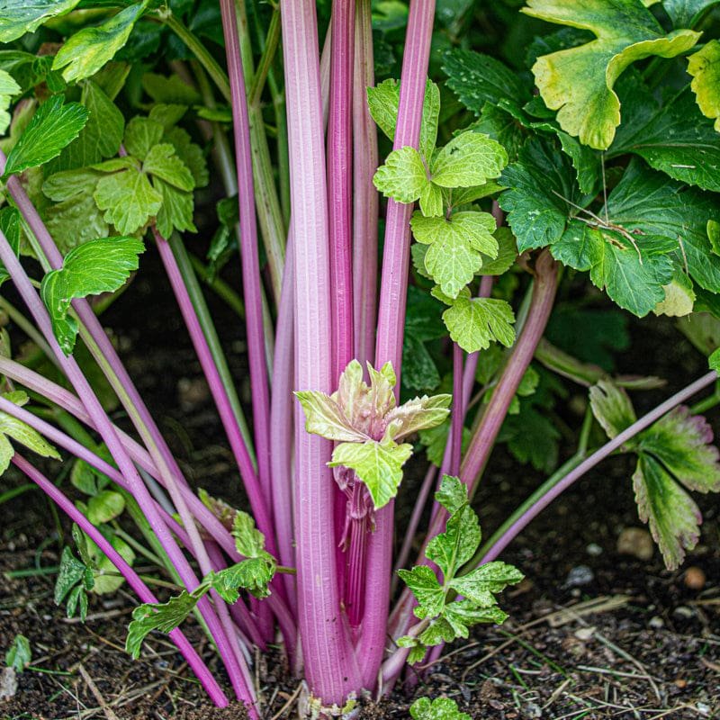 celery, pink