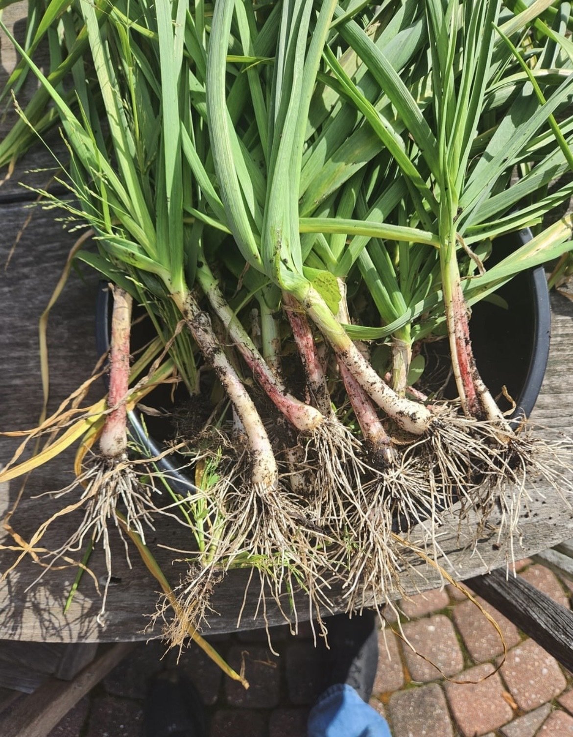 garlic, green