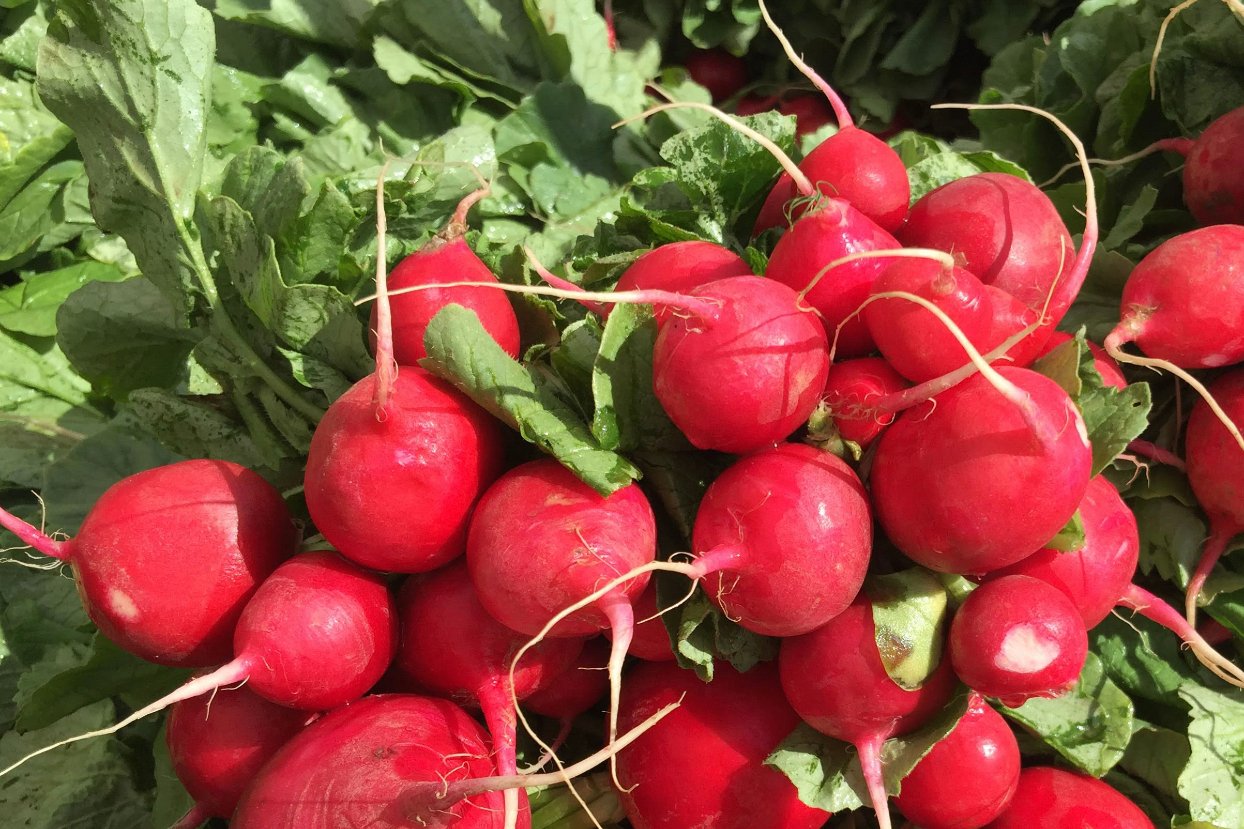radish, rover (bunched)