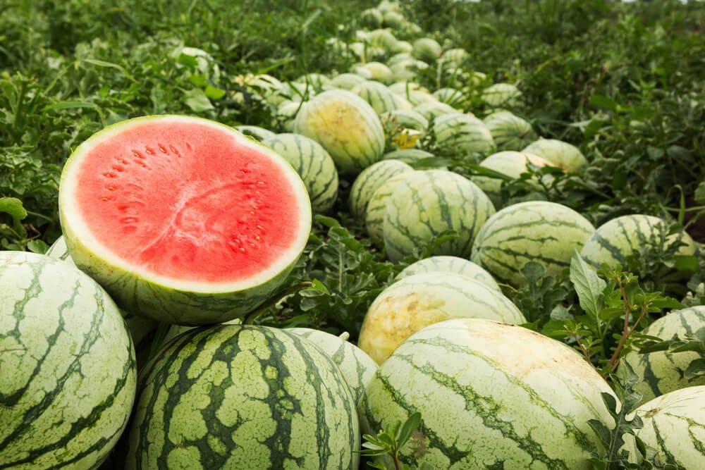 watermelon, red mini seeded