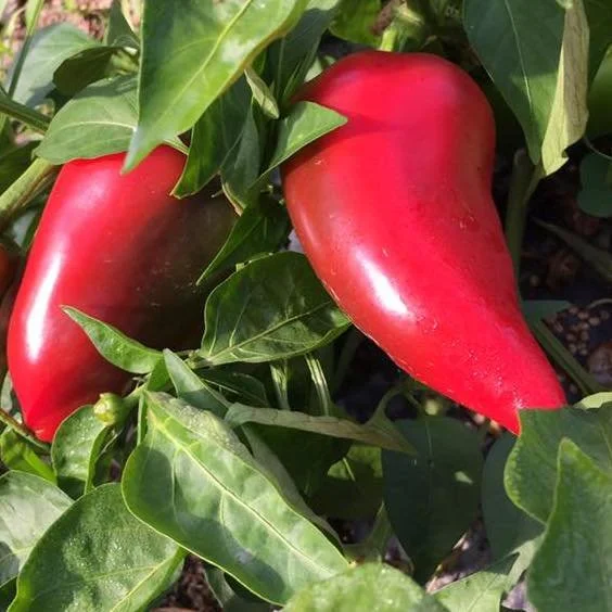 LipstickSweetPepper_1024x1024@2x.jpg