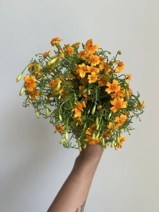 edible flowers, gem marigold (tangerine lace)