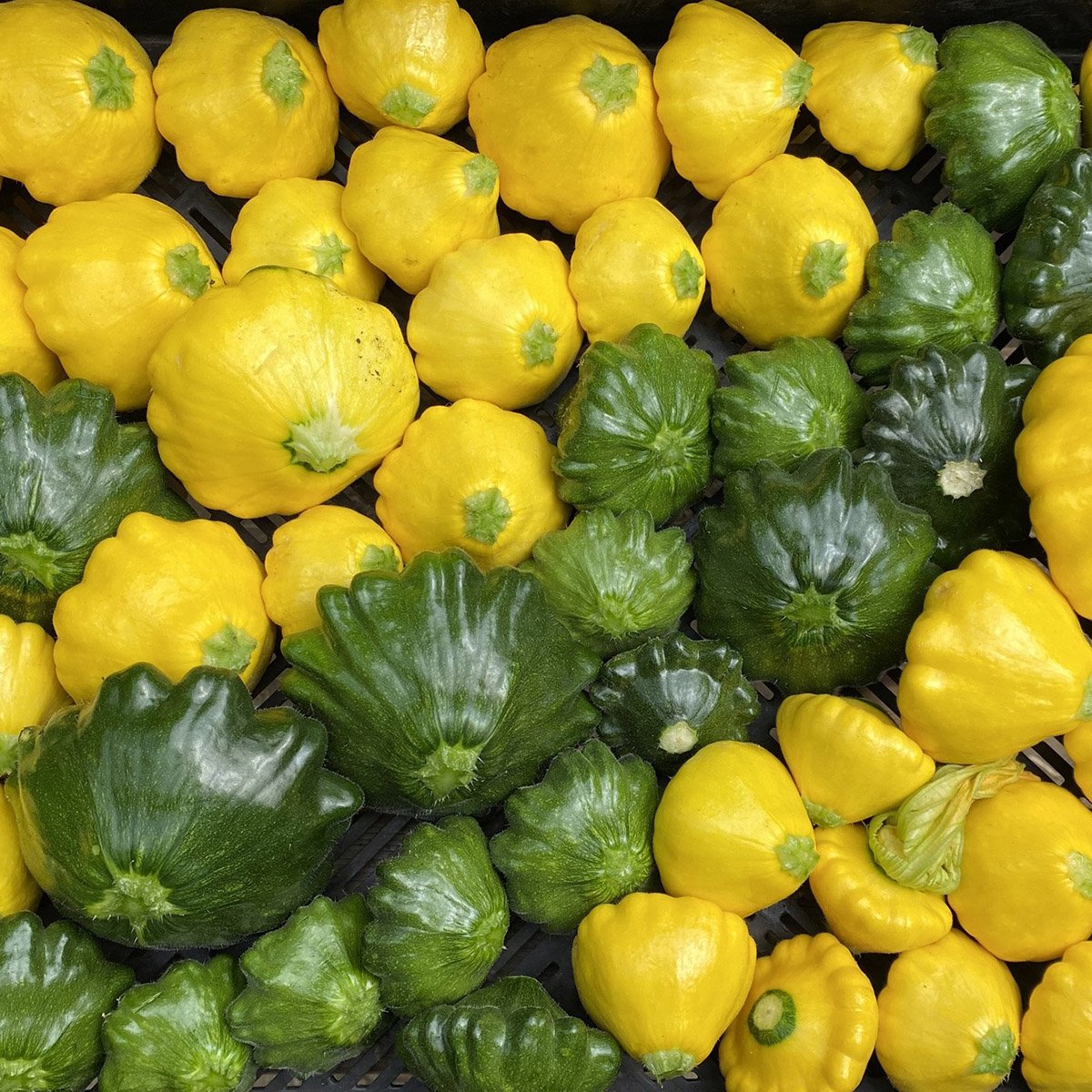 summer squash, patty pan