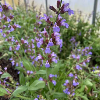 sage, green culinary