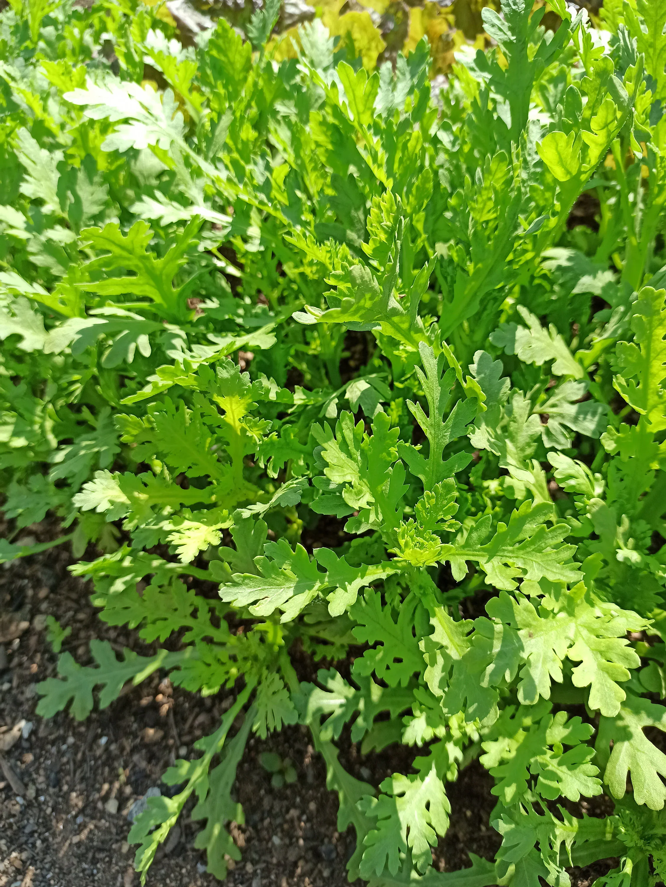 chrysanthemum greens.webp