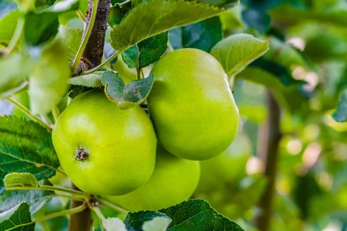 Green-Apples-SS-1714576126.jpg