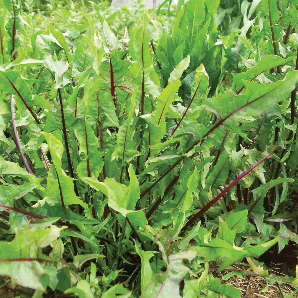 greens, dandelion red italian