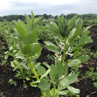 fava leaves