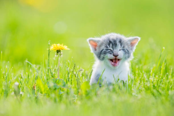 dandelion, young red