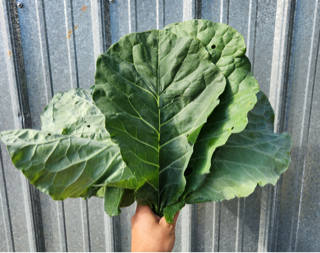 greens, collards