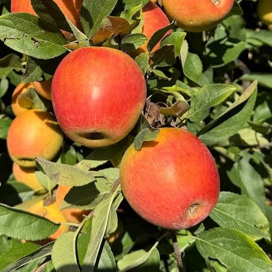 apples, sweet zinger
