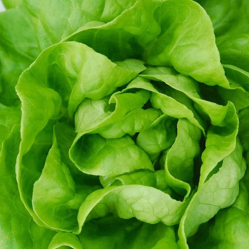 lettuce, butterhead
