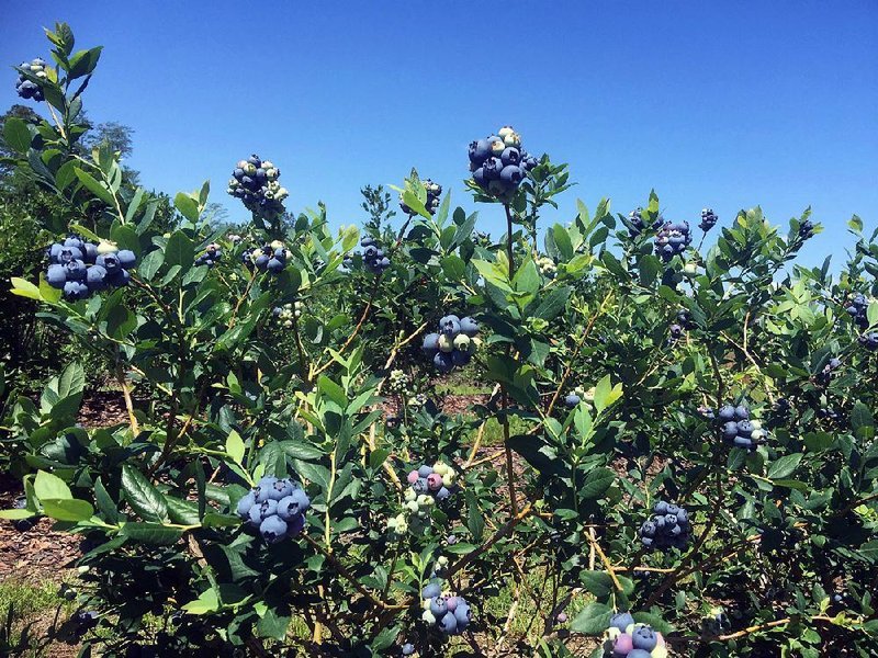 blueberries