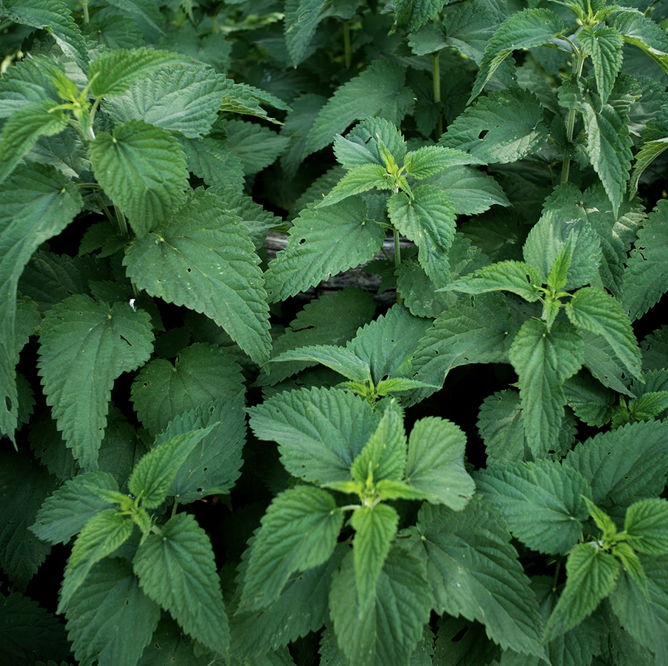 nettles