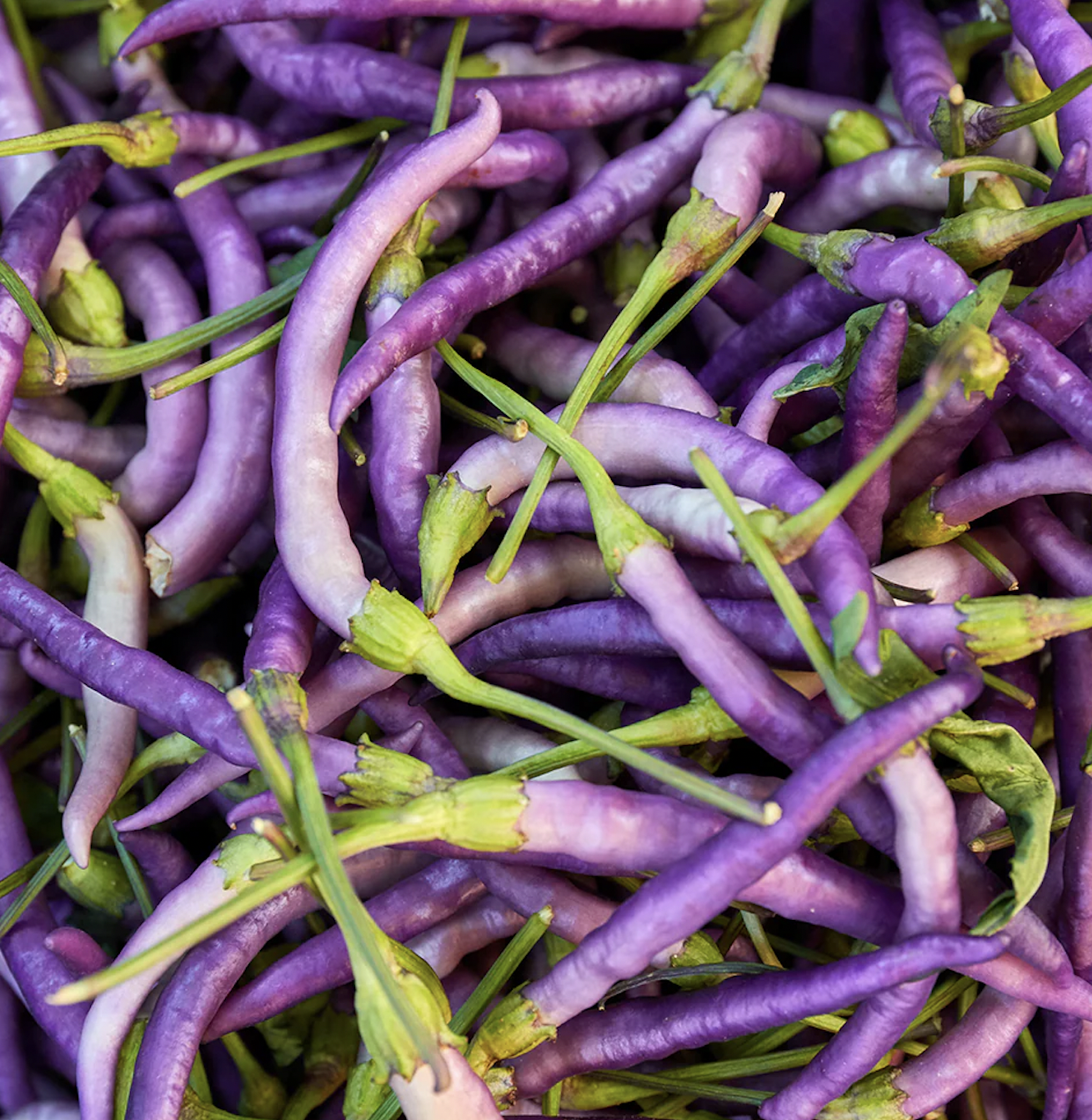 hot pepper, buena - purple