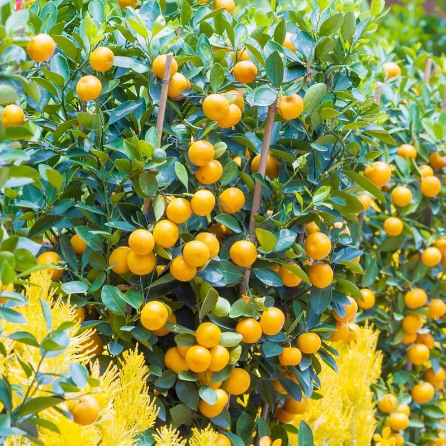citrus, calamansi