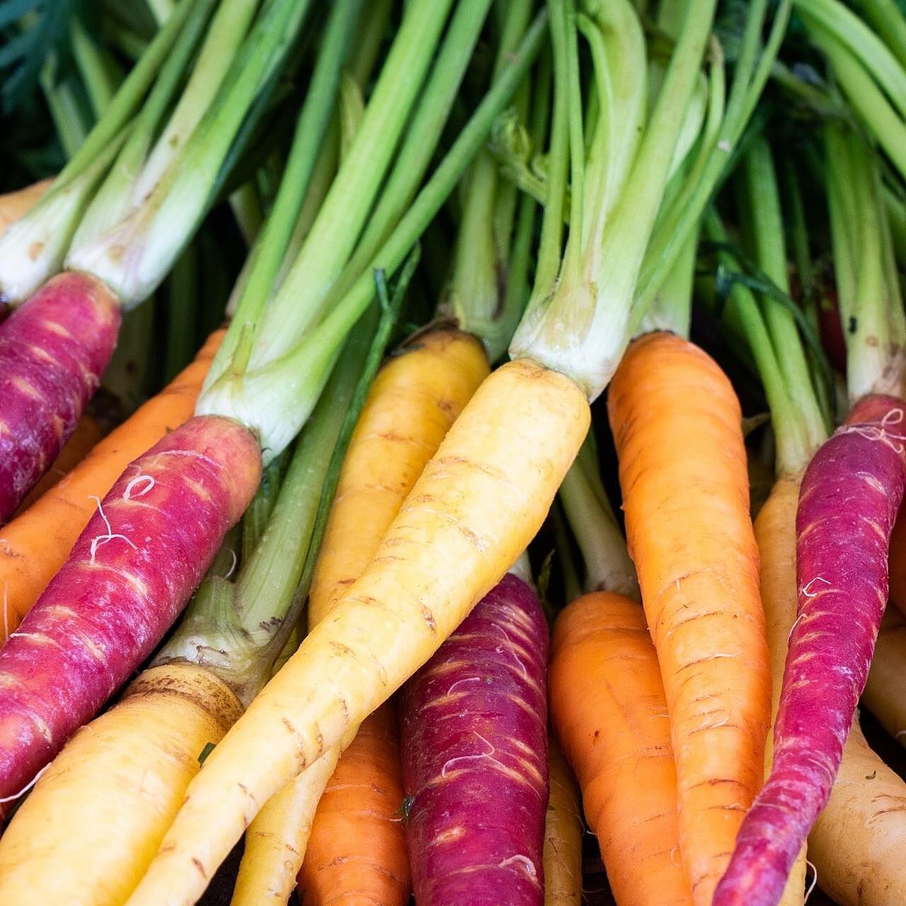 carrots, baby - rainbow (bunched)