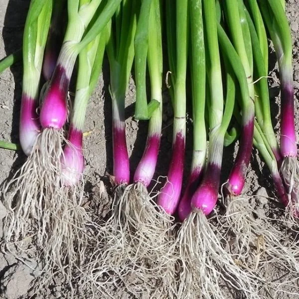 onion, purplette bunched.jpg