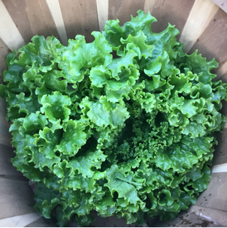 lettuce, green leaf