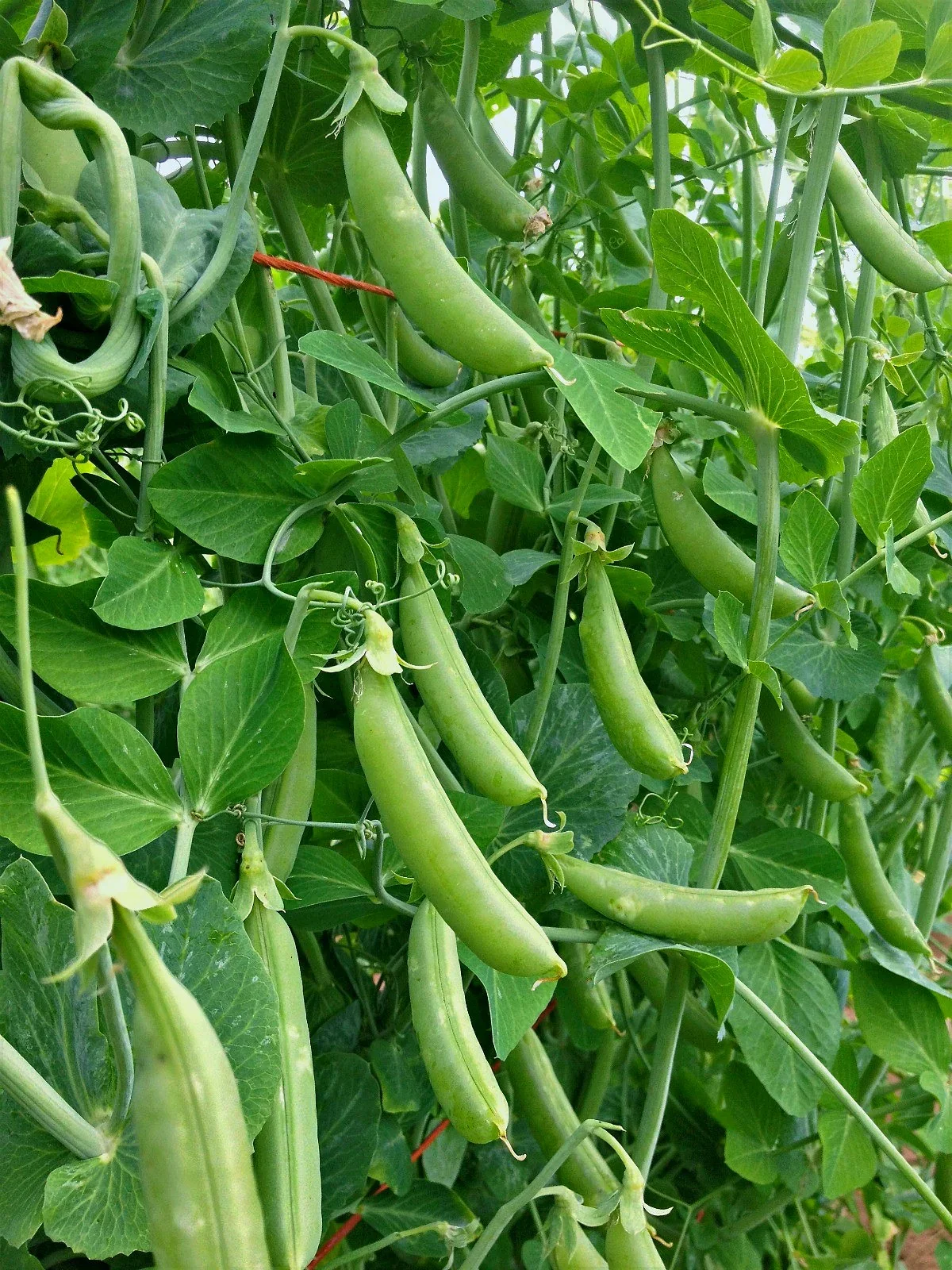 pea, sugar snap