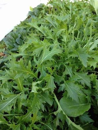 greens, mustard (bunched)