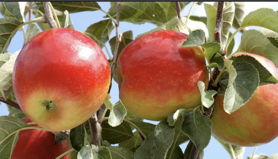 apples, crimson crisp