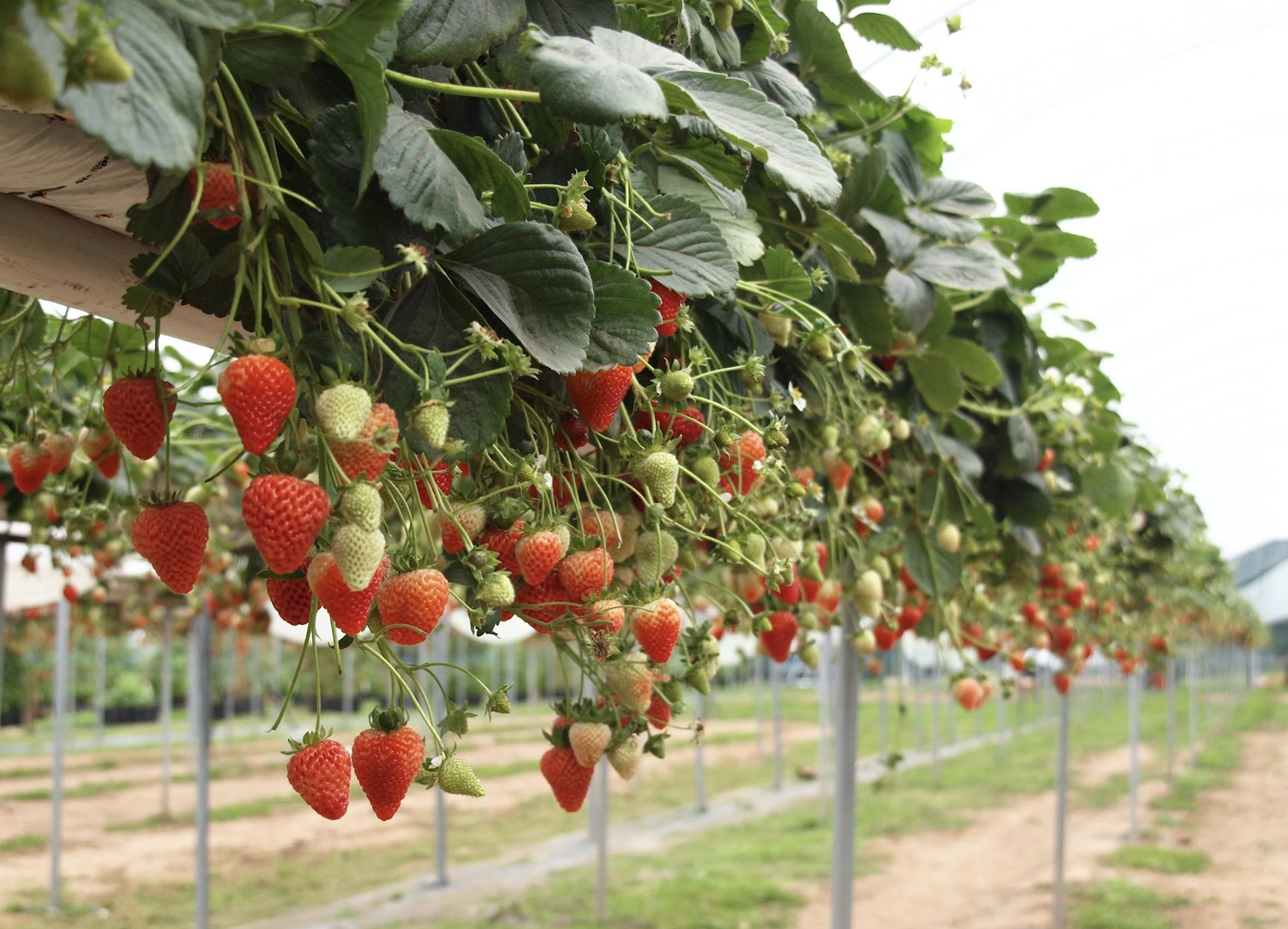 strawberries