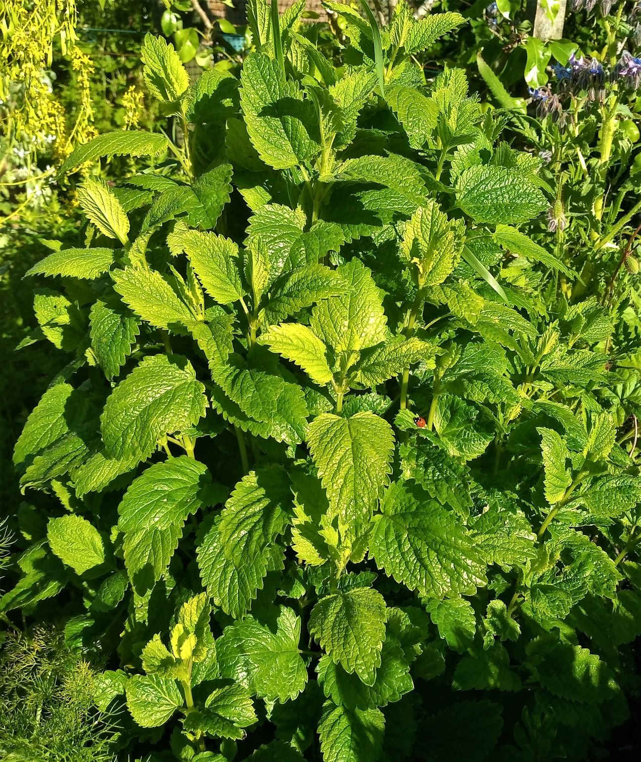lemon balm