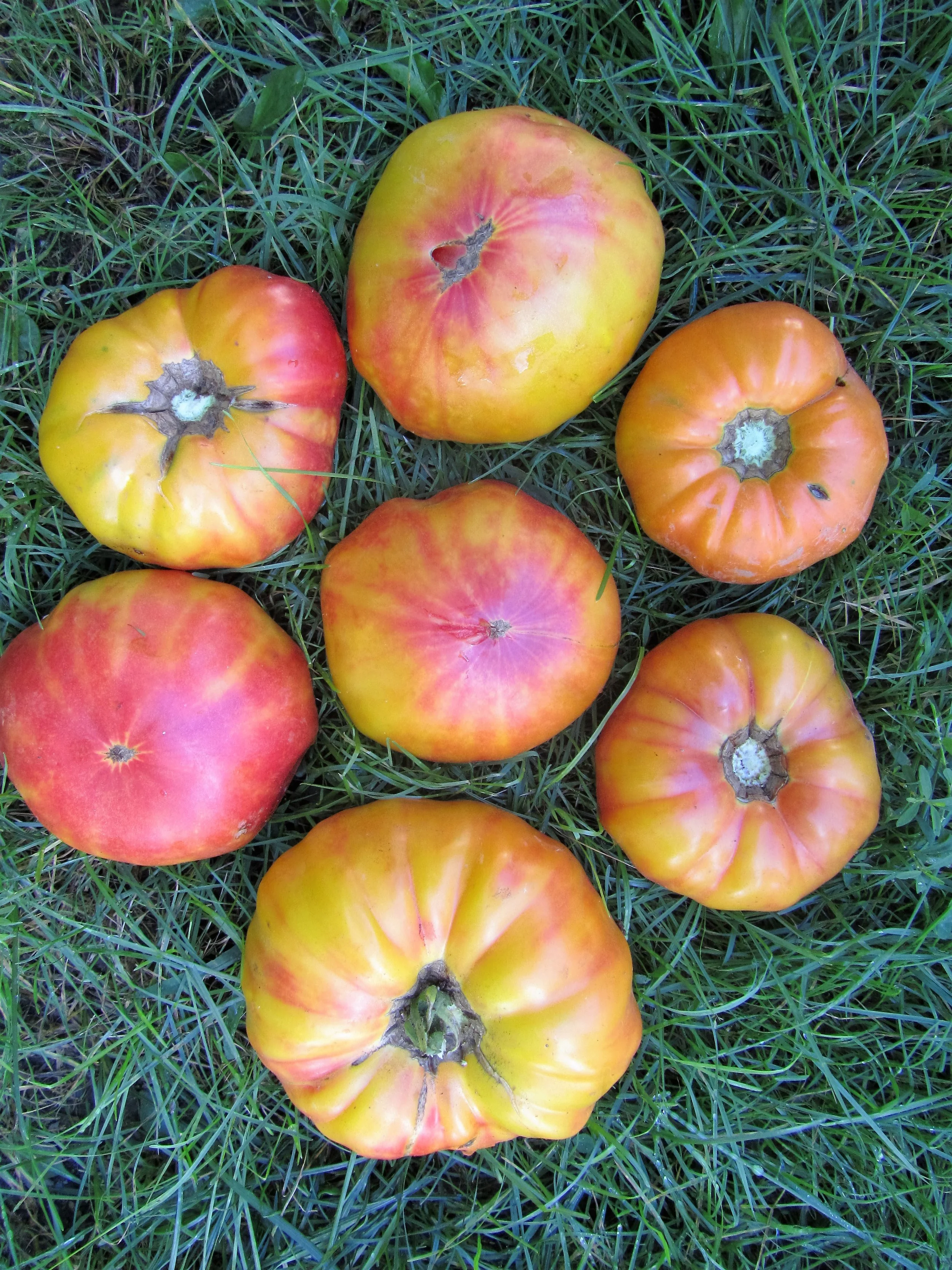 tomatoes, striped german