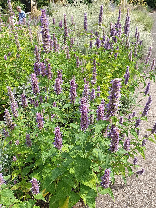 mint, korean licorice