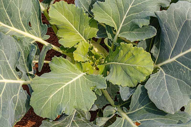greens, kohlrabi