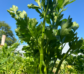 celery