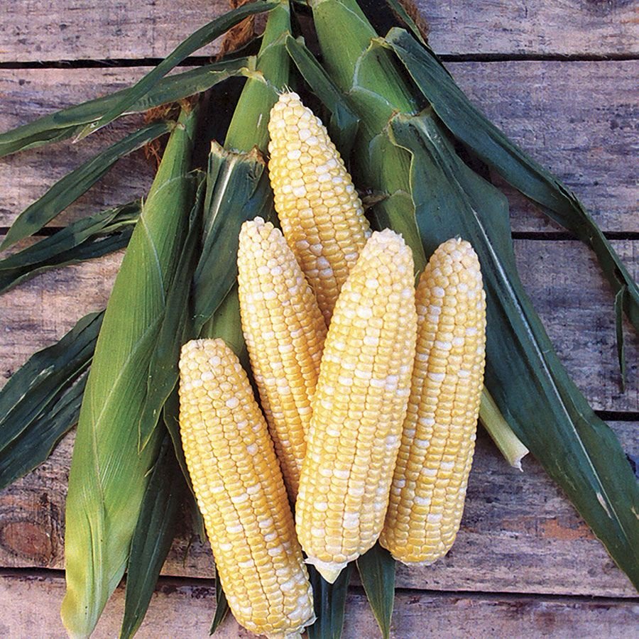corn, bi color