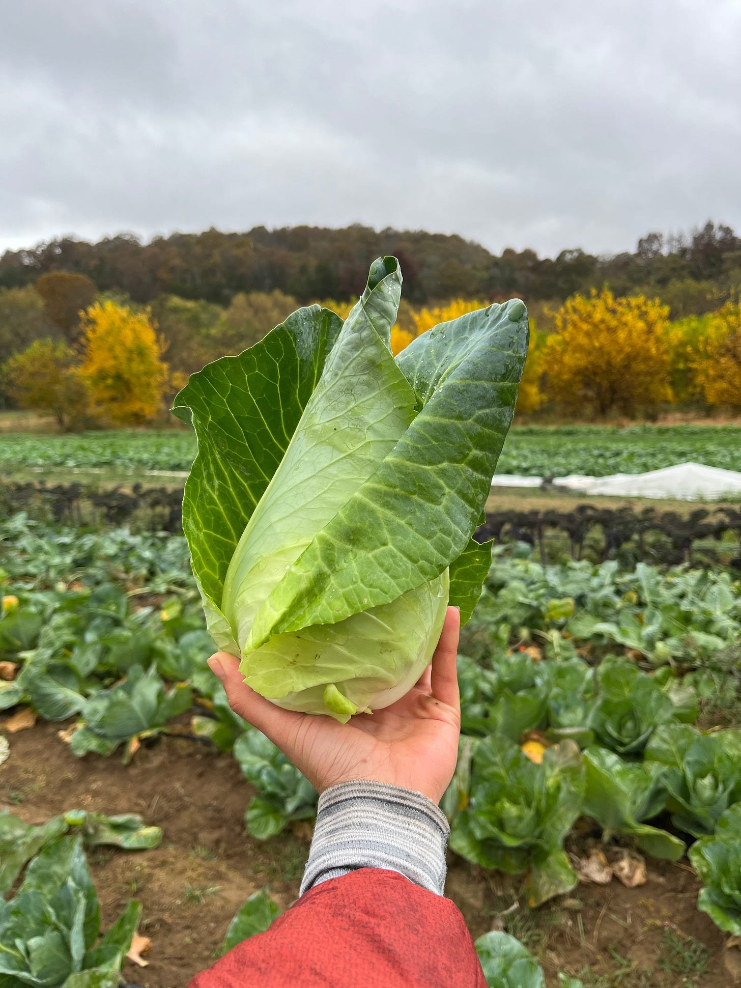 cabbage, caraflex