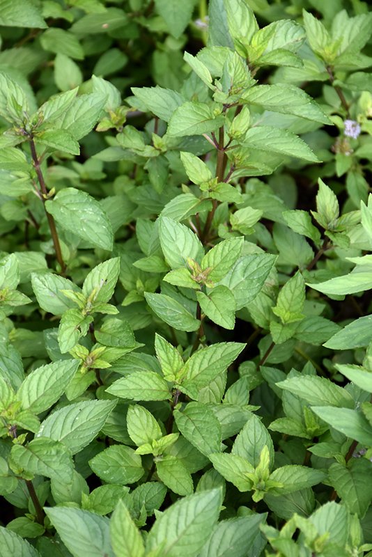 mint, chocolate