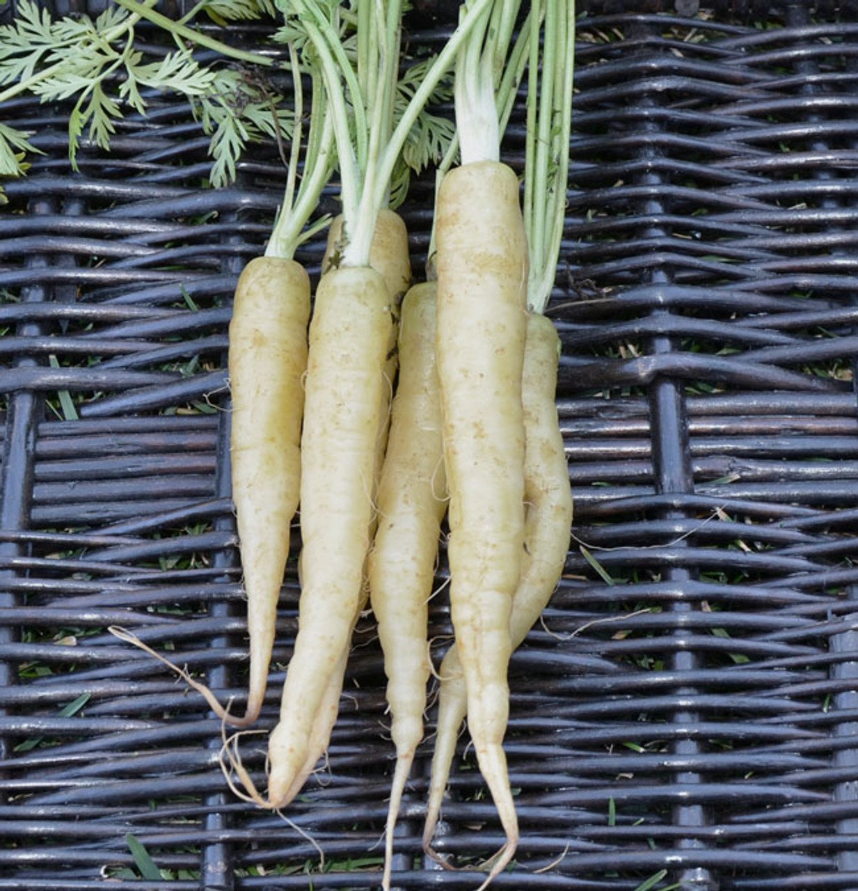 carrots, baby - white (bunched)