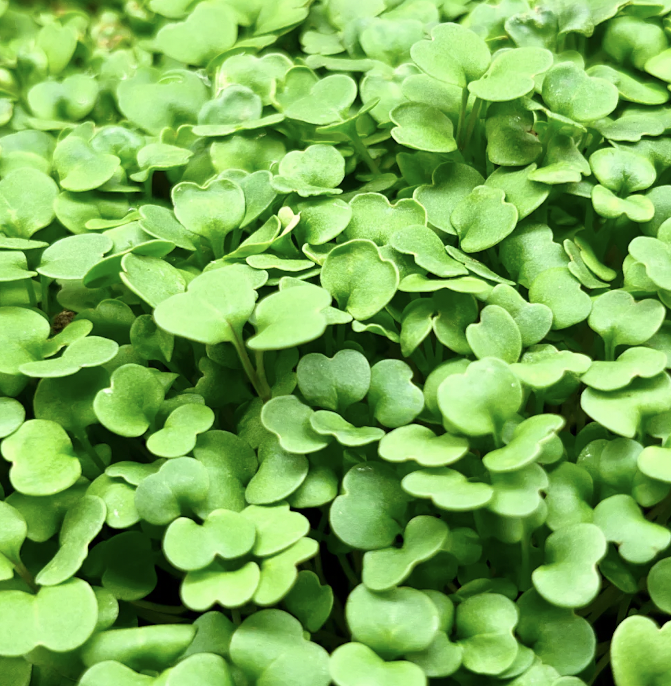 microgreens, arugula