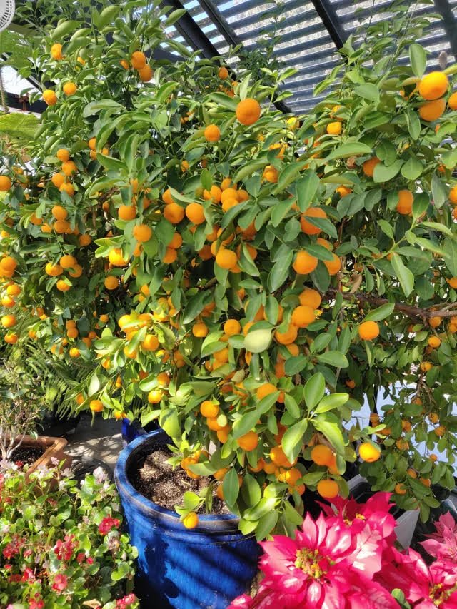 citrus, kumquat - fukushu
