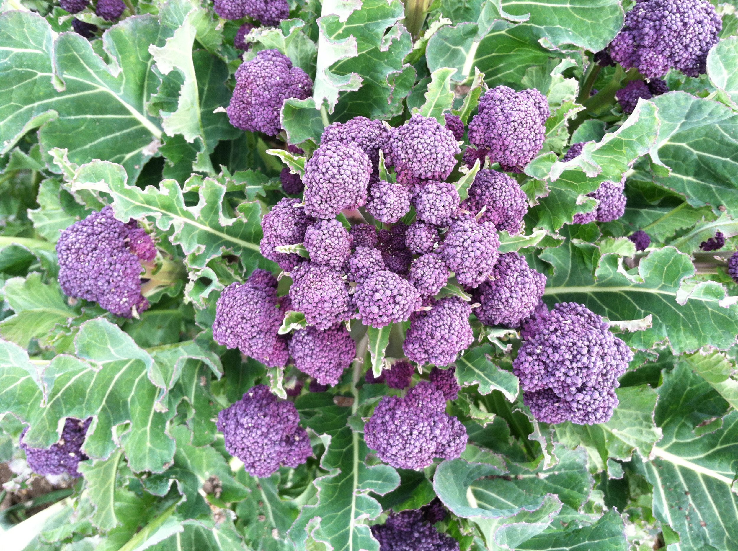 broccolini, purple