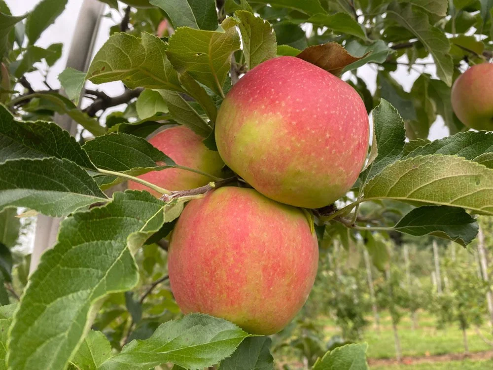 Apple - Autumn Crisp - 06.jpg