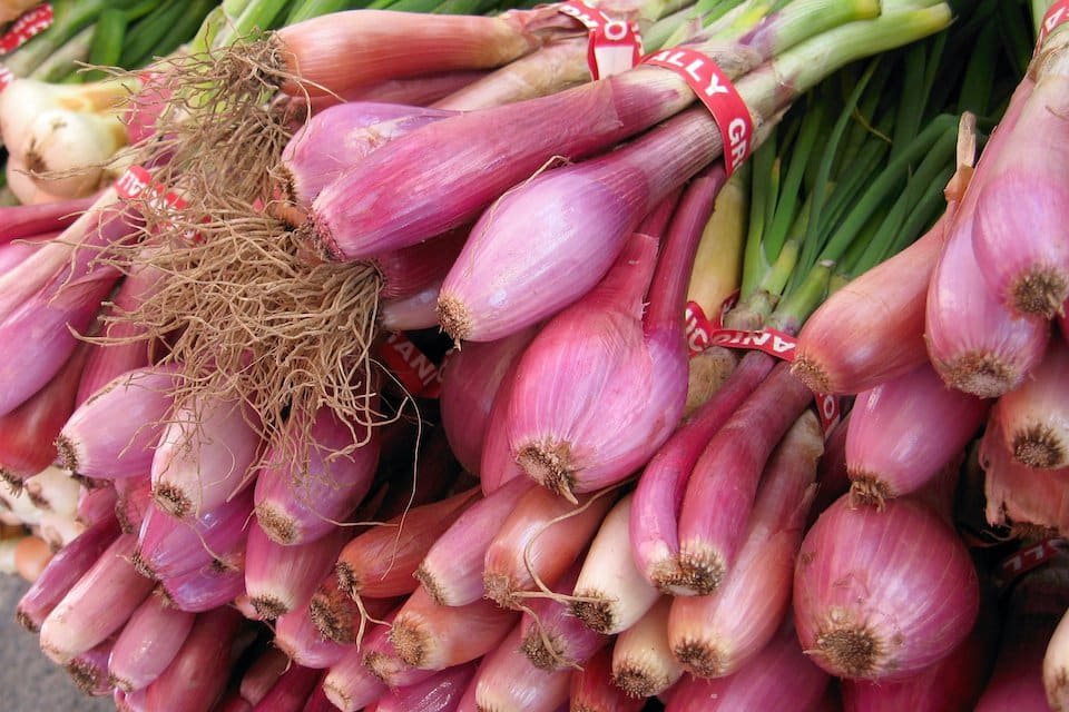 onion, red tropea (bunched)