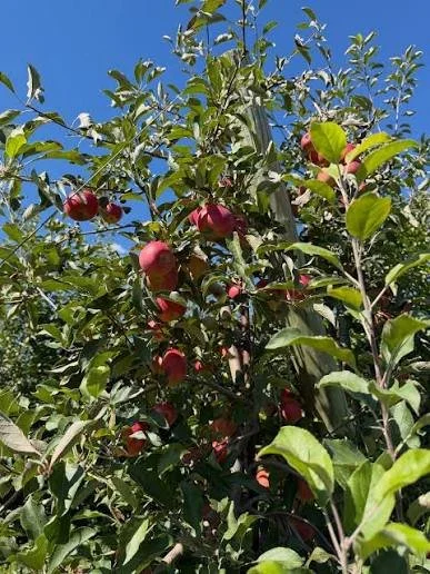 apples, acey mac