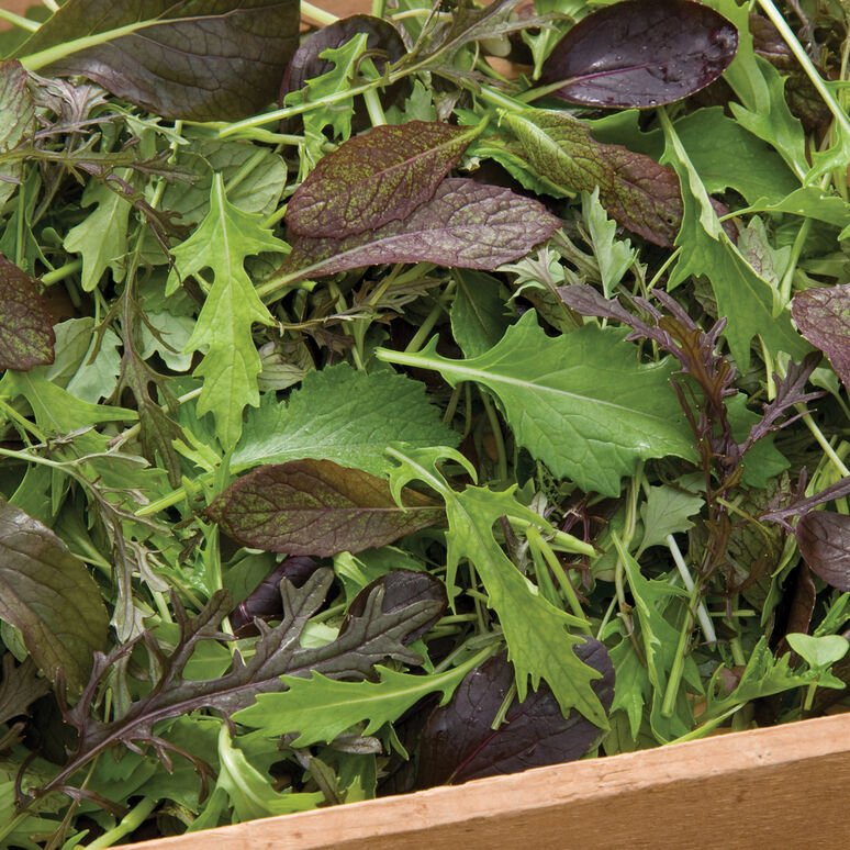 greens, mix mustard young