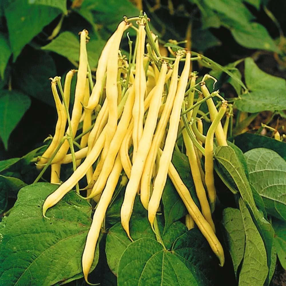 beans, yellow wax