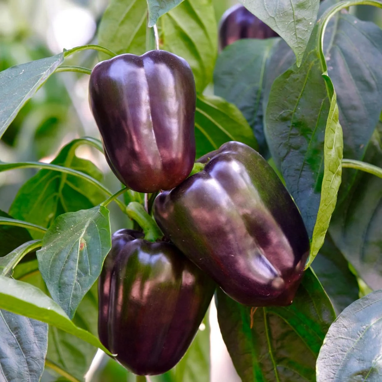 pepper, bell purple -  midnight dream